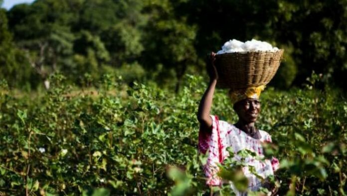 Cotton Une femme dans un champ de coton, au Mali