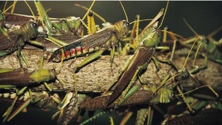 criquet Les criquets