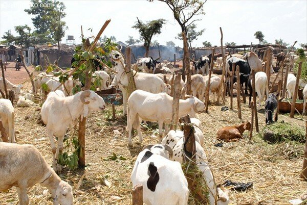 Mouton Les Moutons dans un parc à bétail